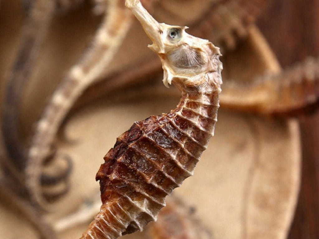 Cá Ngựa Khô Món Quà Sức Khỏe Quý Giá Từ Lòng Đại Dương